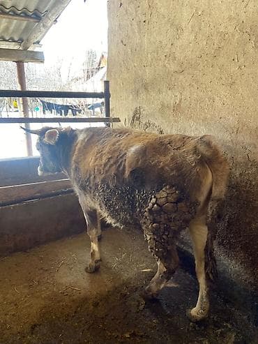 телки швиц: Продаю | Корова (самка) | Для разведения | Нетель — 3