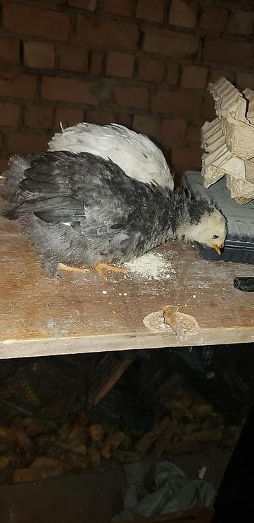 А/ч жаныбарлары үчүн тоюттар: Сатам | Балапандар | Көбөйтүү үчүн — 6