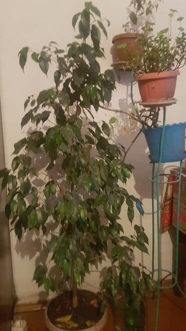 Садовые инструменты и инвентарь: Декор для дома и сада — 1