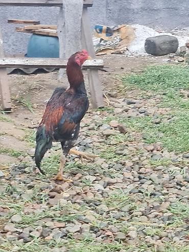 ангуз бука: Продаю | Петух | Бойцовая | Для разведения — 9