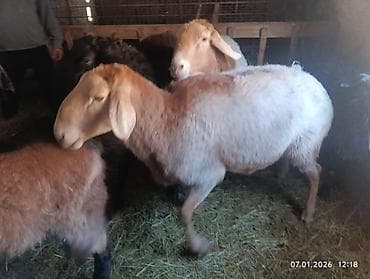 волкодав собака: Продаю | Баран (самец) | Полукровка | Для разведения | Племенные — 1