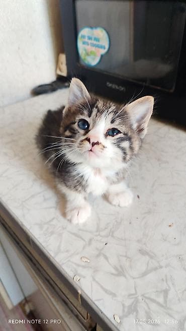 котята в караколе: Продаю котят 1,5 мес. кушают сами, 3шт. 500 сом — 1