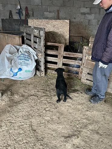 щенок лабрадора цена: Лабрадор-ретривер, 2 месяца, Самка, С родословной — 1