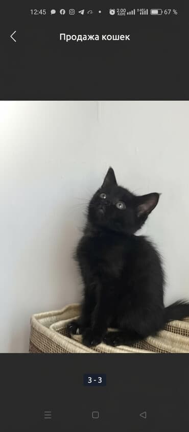 белый котенок с голубыми глазами купить: Котёнок чёрного окраса. - Порода: турецкая ангораредкого черного — 1