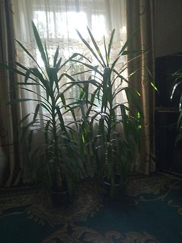 Пальмы: Продаю юкки. Четыре штуки по 2300 сом. Высота 150 — 2