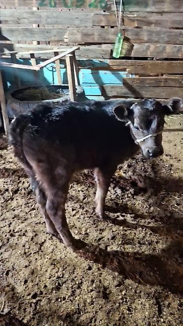 тяжеловес лошадь: Продаю | Музоо, торпок | На откорм | Привязанные — 8