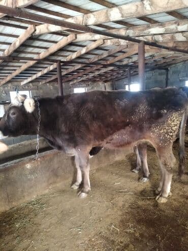 племенные коровы: Продаю | Тёлка | Швицкая — 2