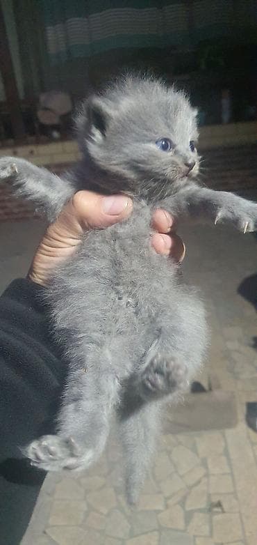 русская серая кошка: Шотландский вислоухий кот (указано: «папа») брон чистокровная — 5