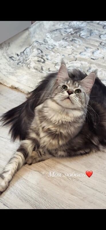 домик для котенка: Порода: мейн-кун (крупная полудлинношёрстная кошка), возраст 1 год 4 — 2