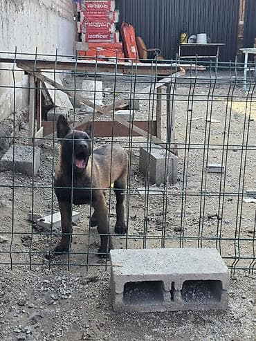 дончак тайлар: 2 месяца, Самец — 6