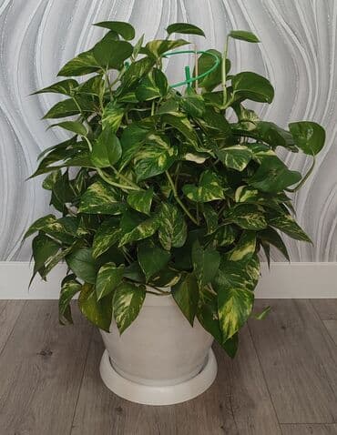 комнатные цветы беловодск: Шикарный и пышный сциндапсус высота 80 см +/- самовывоз из Тунгуча — 1