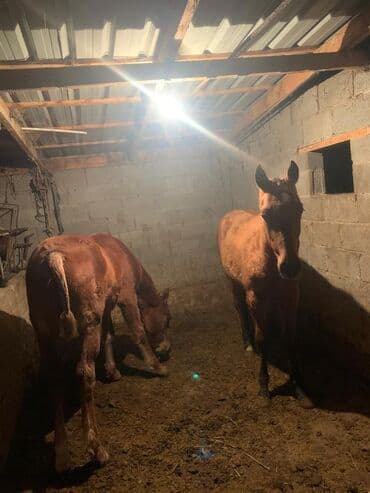 цены породистых собак: Продаю | Жеребенок | Для разведения — 11