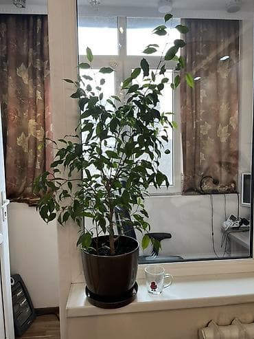 цветок фикус березка: Фикус Бенджамина в горшке - Вечнозелёное комнатное дерево с плотной — 1