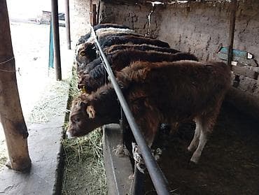 теленок сколько стоит: Продаю | Бык (самец) | Швицкая | На откорм — 4