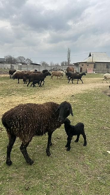 кролики в тюпе: Продаю | Овца (самка) | Для разведения | Ярка — 5
