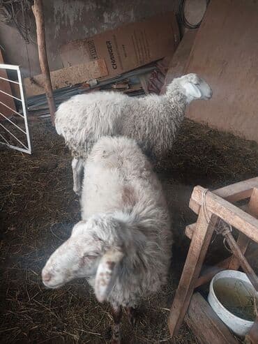 купить корову с фермы: Продаю | Овца (самка) | Полукровка | Для разведения | Матка — 2