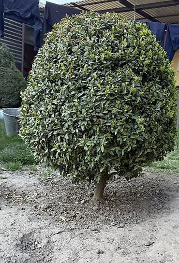 самшиты круглые: Самшит (Buxus) – декоративные кусты и сформированные топиарные формы — 3