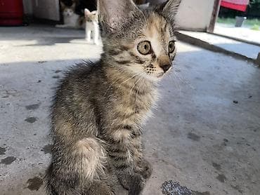 Животные: Кошка даром: Беспородная, 2 месяца, Мальчик, Приучена к лотку — 3