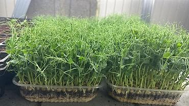 семена басай: Семена для микрозелени от Народных семян(Россия) Горох Мадраст — 3