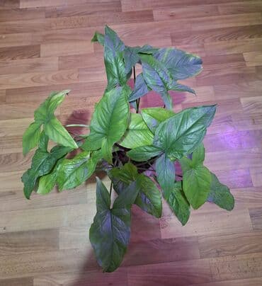 аквариум цена бишкек: Сингониум мохито, большой горшок много растений 500 сом Пальма — 1