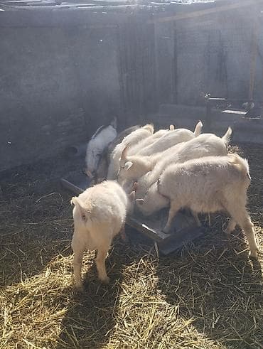 Кошки: Продаю | Козёл (самец) | Зааненская | На забой, Для разведения — 6