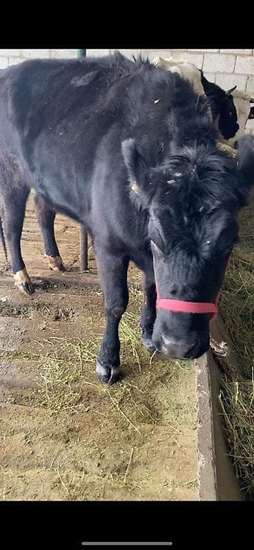 кошки на продажу: Продаю | Тёлка | На откорм | Привязанные — 4