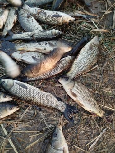 рыба купить: Свежий — 6