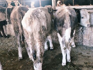 продам бу оборудование для птицефабрики: Продаю | Бык (самец) | Швицкая, Симментальская, Аулиекольская | На откорм — 11