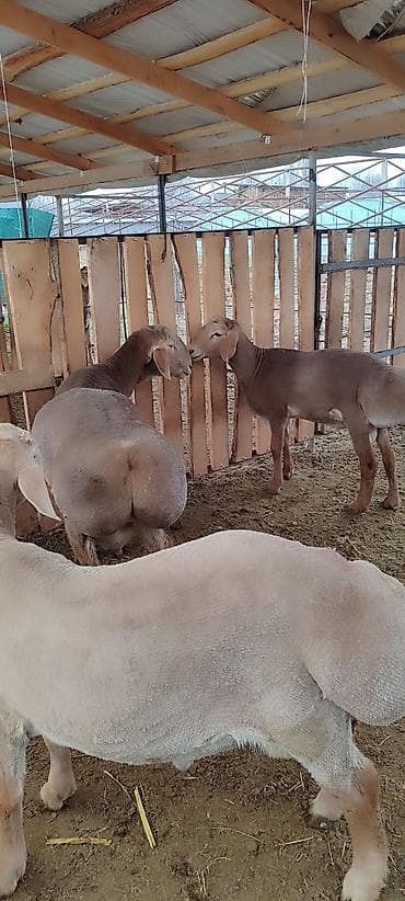 Продаю | Баран (самец) | Арашан | Для разведения | Осеменитель