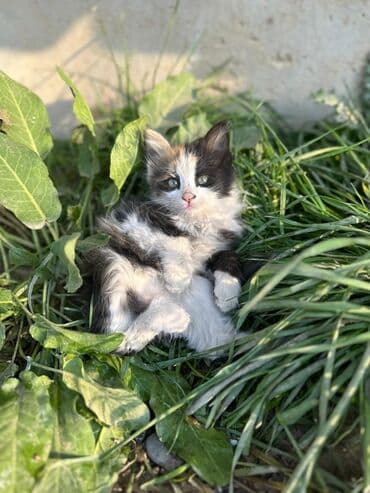 Кошка даром: Беспородная, 2 месяца, Девочка at lalafo.kg Кошка даром: Беспородная, 2 месяца, Девочка