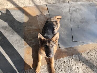 Немецкая овчарка, 5 месяцев, Самка, С прививкой