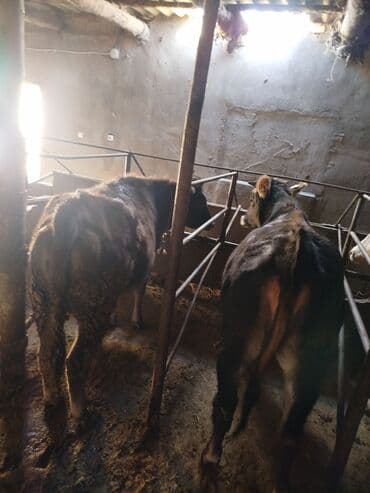 продаю клетки: Продаю | Корова (самка) | На забой | Привязанные — 2