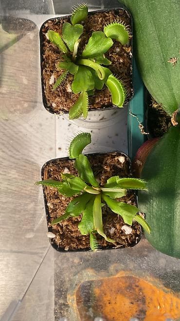 домина: Венерина мухоловка (Dionaea muscipula) в индивидуальном горшке. - — 1