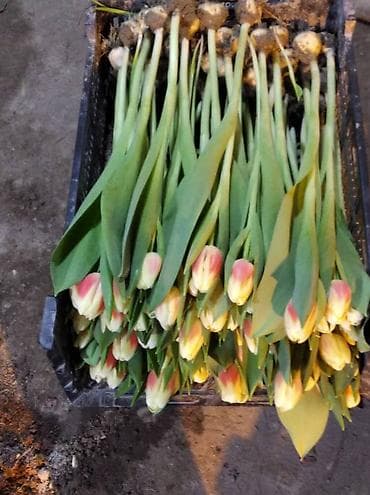 Гирлянды: Тюльпаны тепличного выращивания от производителя интересные цены - — 10
