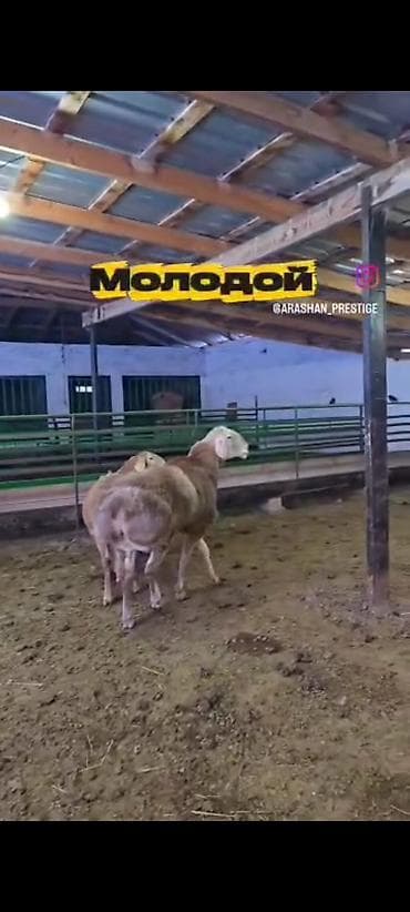 утки ордок: Продаю | Баран (самец) | Для разведения | Осеменитель — 4