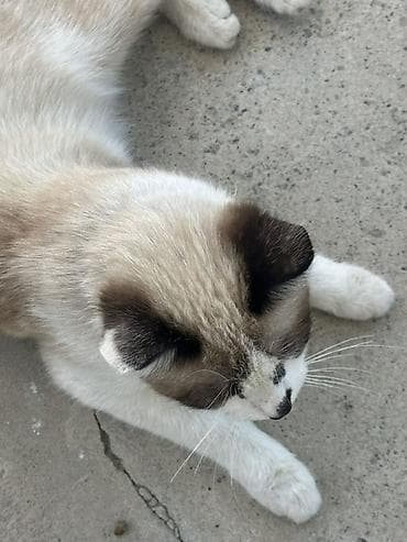 египетская кошка цена: Сиамская, 8 месяцев, Девочка — 3