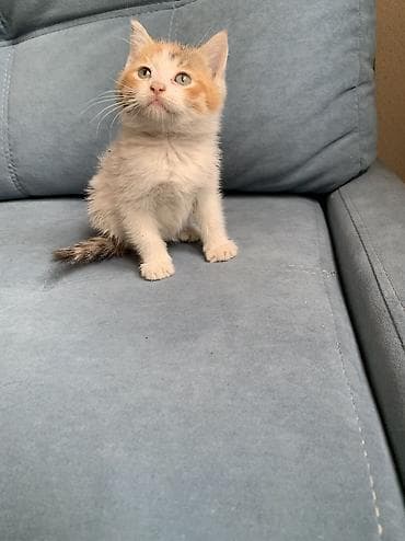 scottish fold: 1 месяц, Девочка, Приучена к лотку — 7