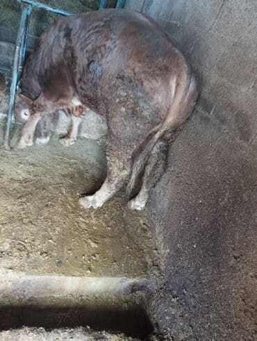 беде прес ош: Продаю | Бык (самец) | На откорм, На забой, Для разведения — 2