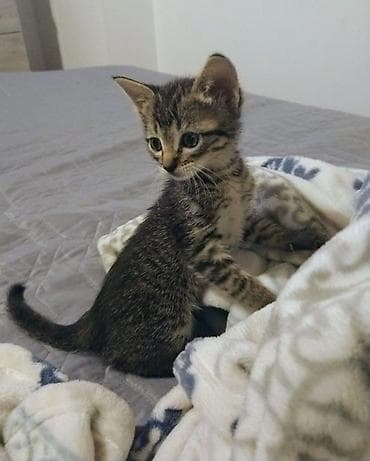 Котёнок, тигровый окраc (серо-коричневый табби) с выразительными
