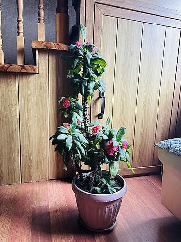 Комнатное растение «Молочай миля» (Euphorbia milii, корона Христа) в
