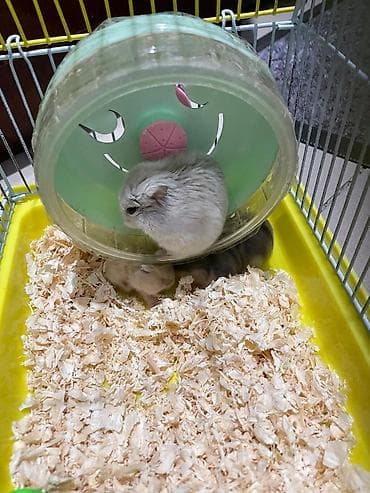 клетка для крыс: Хомячки джунгарики + комплект клеток и аксессуаров Предлагаются — 5