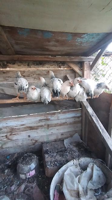 павлин голубь: Продаю | Цыплята | Для разведения — 5