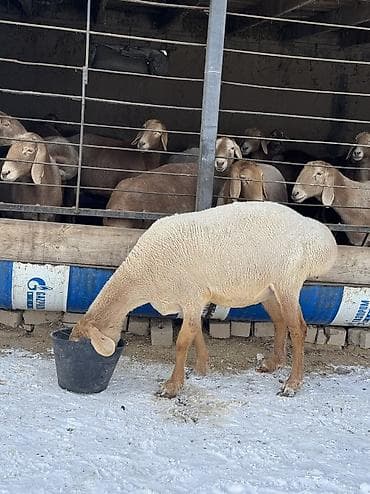 машинка для стрижки животных: Продаю | Овца (самка) | Арашан | Для разведения | Матка — 6