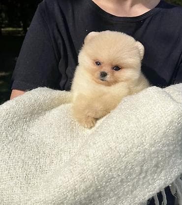 Продажа собак: Шпиц, 1 месяц, Самец, С прививкой, С родословной — 8