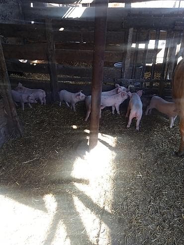 ат ба: Продаю | Поросенок | Для разведения — 3