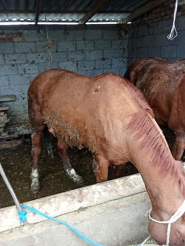 Продаю | Кобыла (самка) | Для разведения