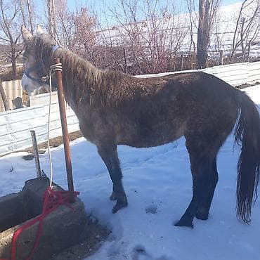 кормовая соль для животных: Продаю | Кобыла (самка) | Рабочий — 4