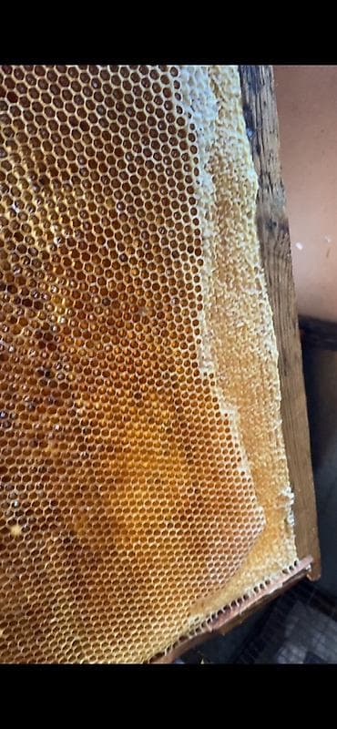 рыбы купить: Натуральный суусамырский мёд из собственной кочевой пасеки. Цена 600 — 2