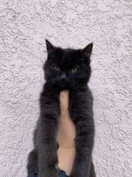 котик вислоухий купить: 3 месяца, Мальчик, Приучена к лотку, Проглистована — 6