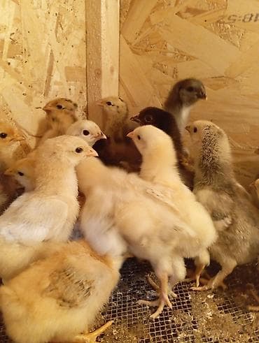 Продаю | Цыплята | Для разведения